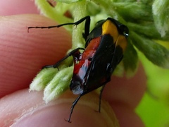 Macrosiagon flavipennis