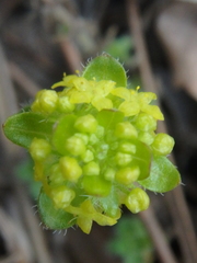 Cruciata laevipes
