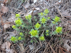Cruciata laevipes
