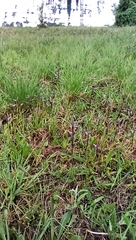 Serapias strictiflora