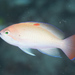 Stocky Anthias - Photo (c) Mark Rosenstein, some rights reserved (CC BY-NC), uploaded by Mark Rosenstein