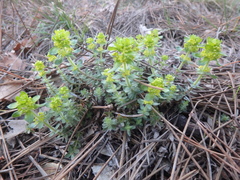 Cruciata laevipes