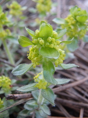 Cruciata laevipes