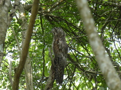 Nyctibius jamaicensis