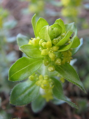 Cruciata laevipes