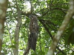 Nyctibius jamaicensis