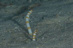 Orange-Barred Garden Eel photo 3