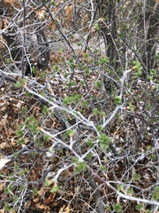 Ribes