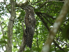 Nyctibius jamaicensis