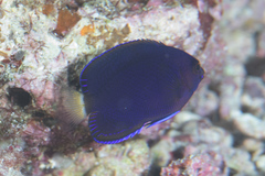 Centropyge fisheri