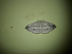 Cyclidia substigmaria