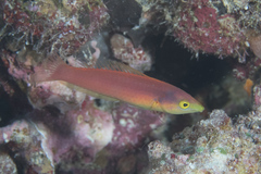 Pseudojuloides splendens