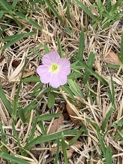 Oenothera rosea