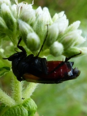 Macrosiagon flavipennis