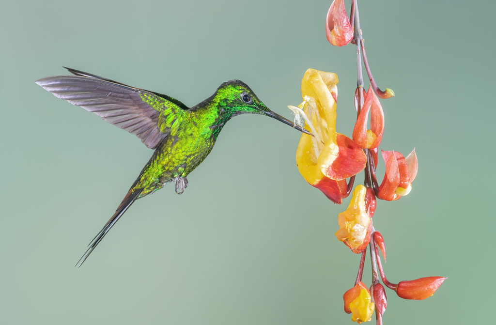 Empress Brilliant photo