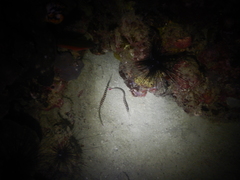 Dunckerocampus boylei