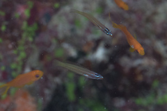 Pseudocoris yamashiroi