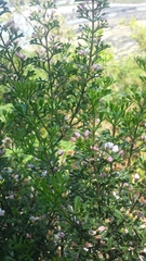 Cyanothamnus anemonifolius