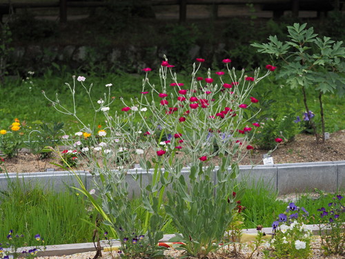 Vainikinė gaisrena nuotrauka