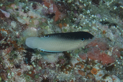 Anampses neoguinaicus