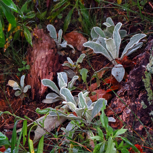 Vainikinė gaisrena nuotrauka