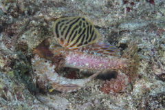 Synchiropus morrisoni