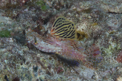 Synchiropus morrisoni