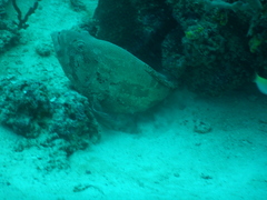 Epinephelus miliaris