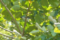 Conioptilon mcilhennyi