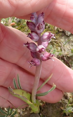 Lachenalia elegans