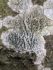 Lecidella elaeochroma