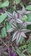 Tradescantia zebrina zebrina