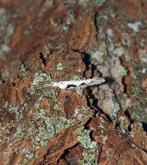 Rhigognostis interrupta