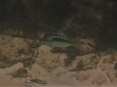 Scolopsis monogramma