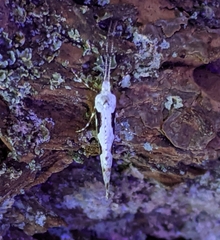 Rhigognostis interrupta