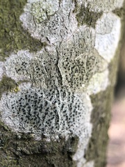 Lecidella elaeochroma