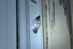 Lomographa semiclarata