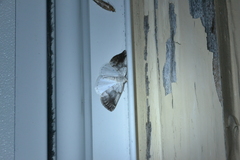 Lomographa semiclarata