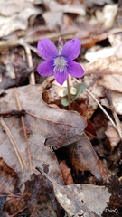Viola walteri