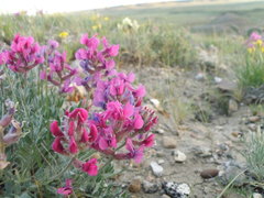 Oxytropis besseyi