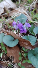 Viola walteri