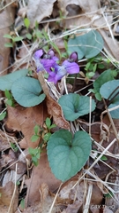 Viola walteri
