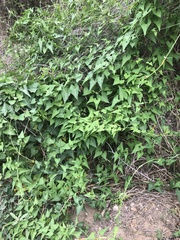 Funastrum cynanchoides