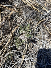 Lomatium geyeri