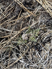 Lomatium geyeri