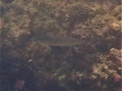 Scomberoides lysan
