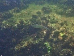 Scomberoides lysan