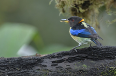 Iridophanes pulcherrimus