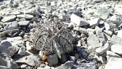 Astrophytum capricorne