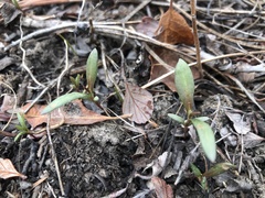 Angiospermae